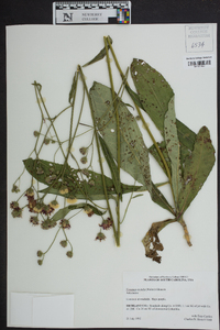 Vernonia acaulis image