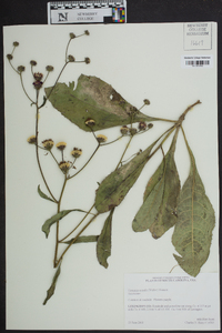 Vernonia acaulis image