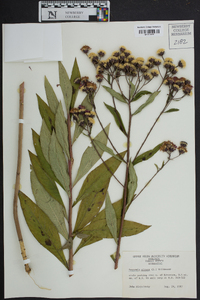 Vernonia glauca image