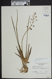 Sagittaria graminea image