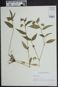 Commelina communis image