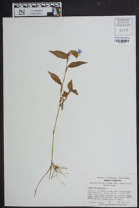 Commelina communis image