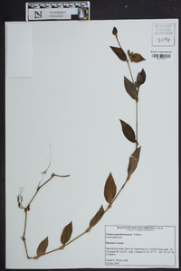 Tradescantia fluminensis image