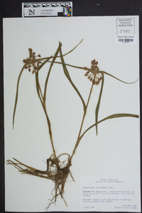 Tradescantia hirsuticaulis image