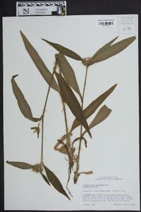 Tradescantia subaspera image