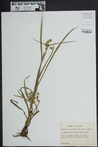 Tradescantia hirsuticaulis image