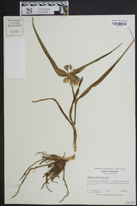 Tradescantia virginiana image