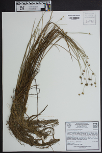 Juncus brachycarpus image