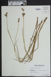 Juncus brachycarpus image