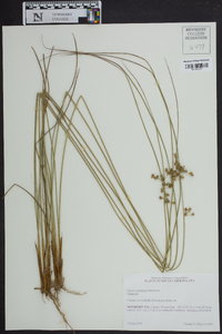 Juncus coriaceus image