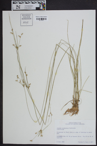 Juncus coriaceus image