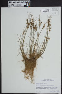 Juncus coriaceus image