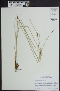 Juncus coriaceus image