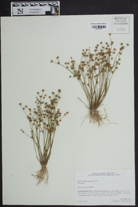 Juncus diffusissimus image