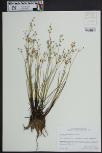 Juncus diffusissimus image