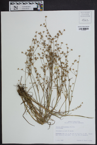 Juncus diffusissimus image