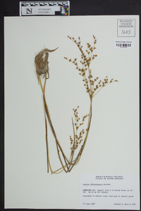 Juncus diffusissimus image