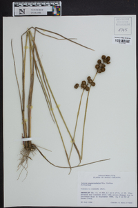 Juncus megacephalus image