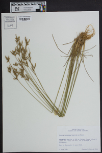 Juncus secundus image