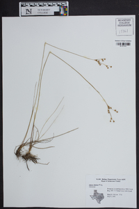 Juncus interior image