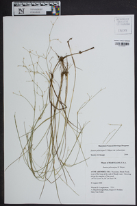 Juncus pelocarpus image