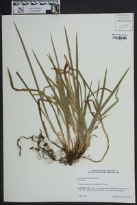 Carex abscondita image