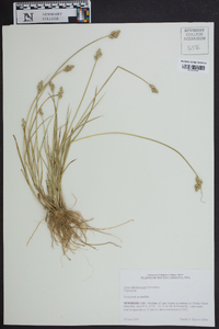 Carex albolutescens image