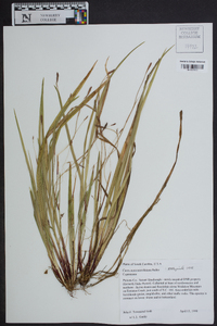 Carex austrocaroliniana image