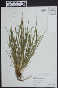 Carex cumberlandensis image