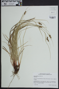 Carex caroliniana image