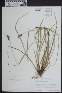 Carex caroliniana image