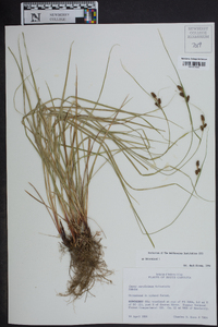 Carex caroliniana image