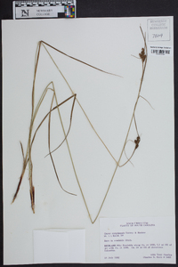 Carex complanata image