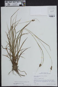 Carex complanata image