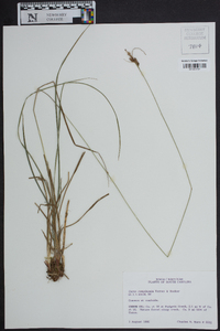 Carex complanata image