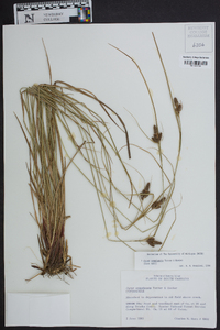 Carex complanata image