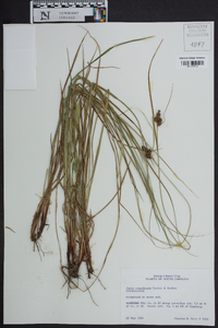 Carex complanata image