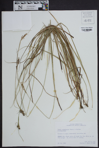 Carex complanata image