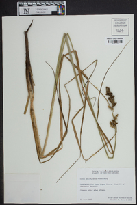 Carex decomposita image