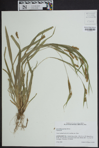 Carex flaccosperma image