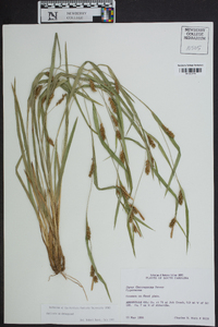 Carex flaccosperma image