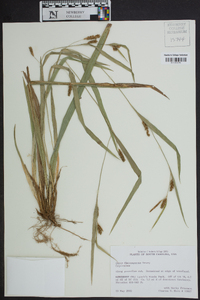 Carex flaccosperma image