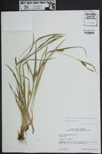 Carex flaccosperma image