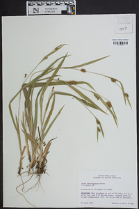 Carex flaccosperma image