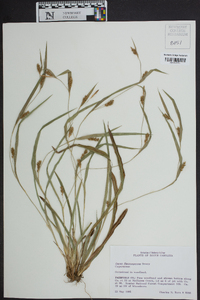 Carex flaccosperma image