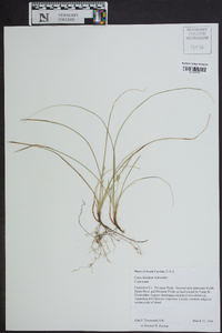 Carex floridana image