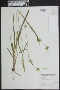Carex folliculata image