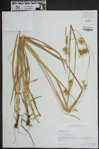 Carex folliculata image