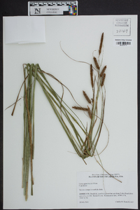 Carex glaucescens image