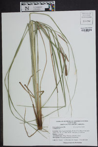 Carex glaucescens image